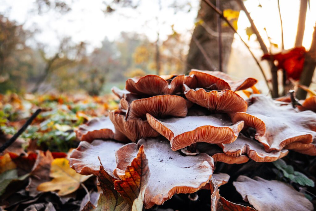 close-up-mushrooms-growing-field-autumn
