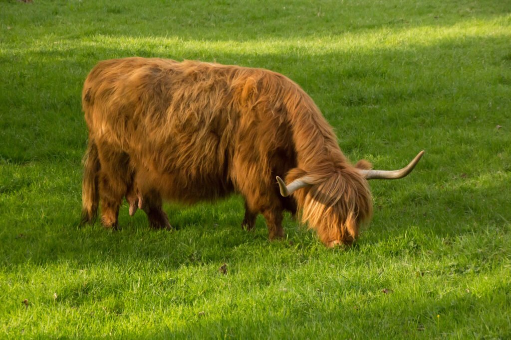 farm to table Scotland