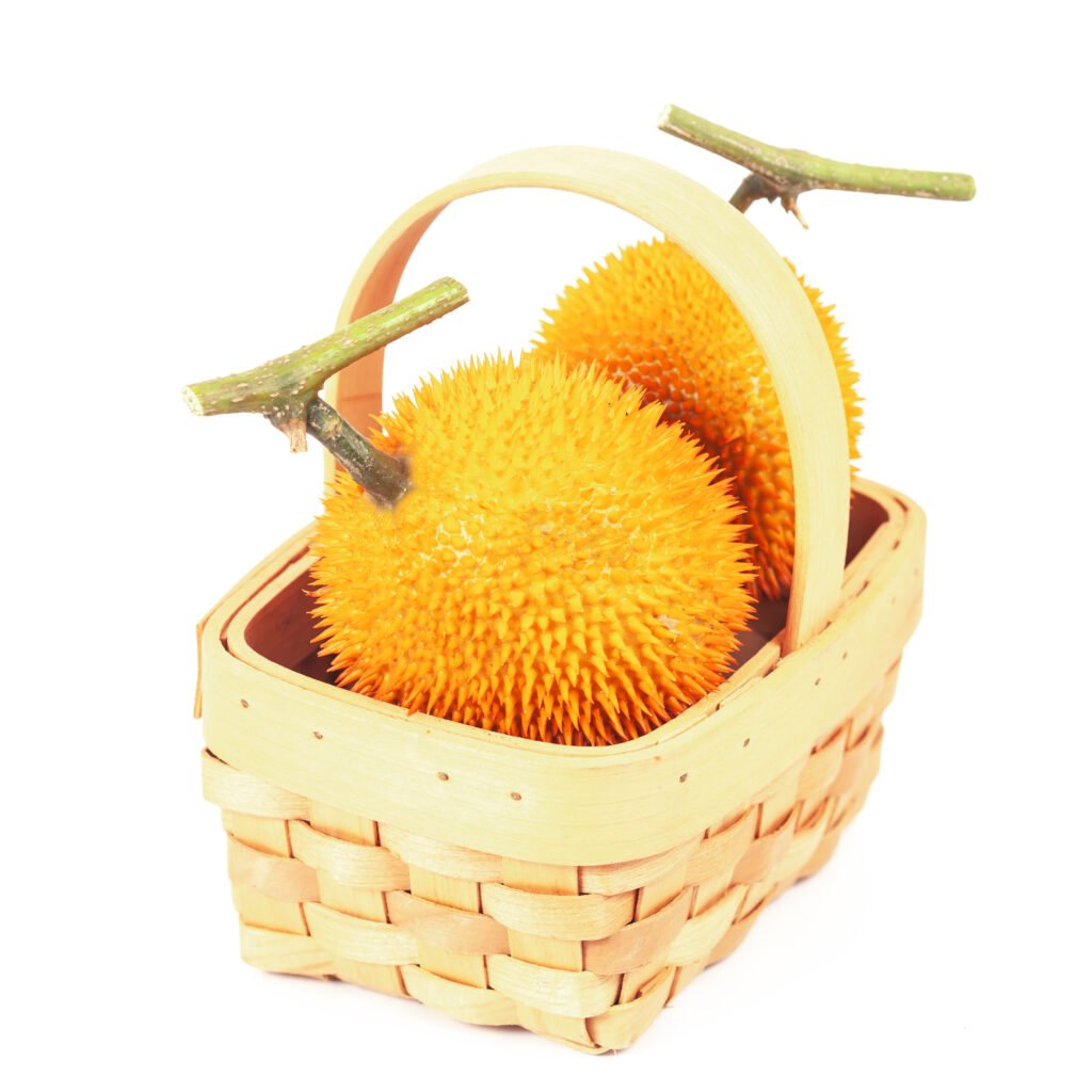 Fresh Baby jackfruit on white background isolate.