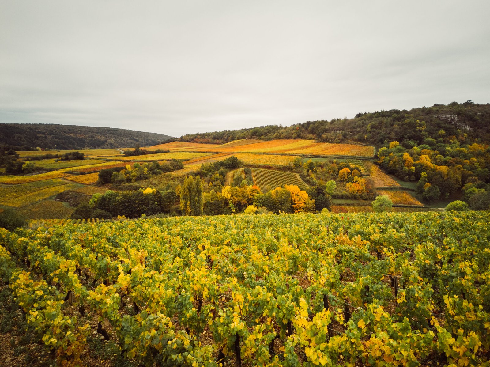 scenic-view-agricultural-field-against-sky-scenic-view-vineyards-autumn