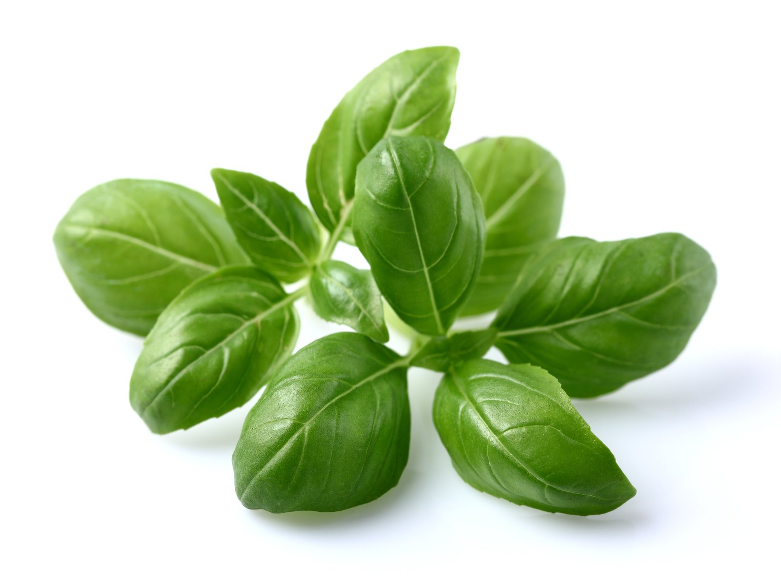 basil-leaves-86739973815